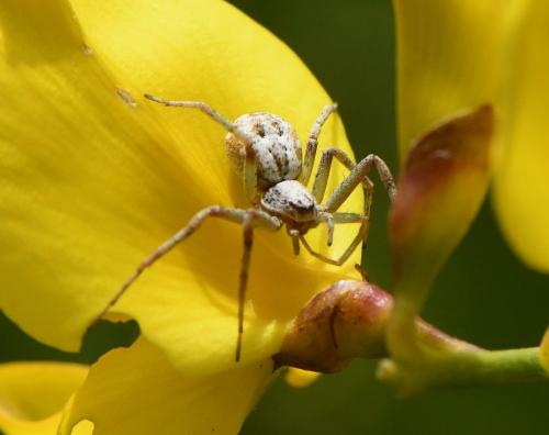 Philodromus sp.